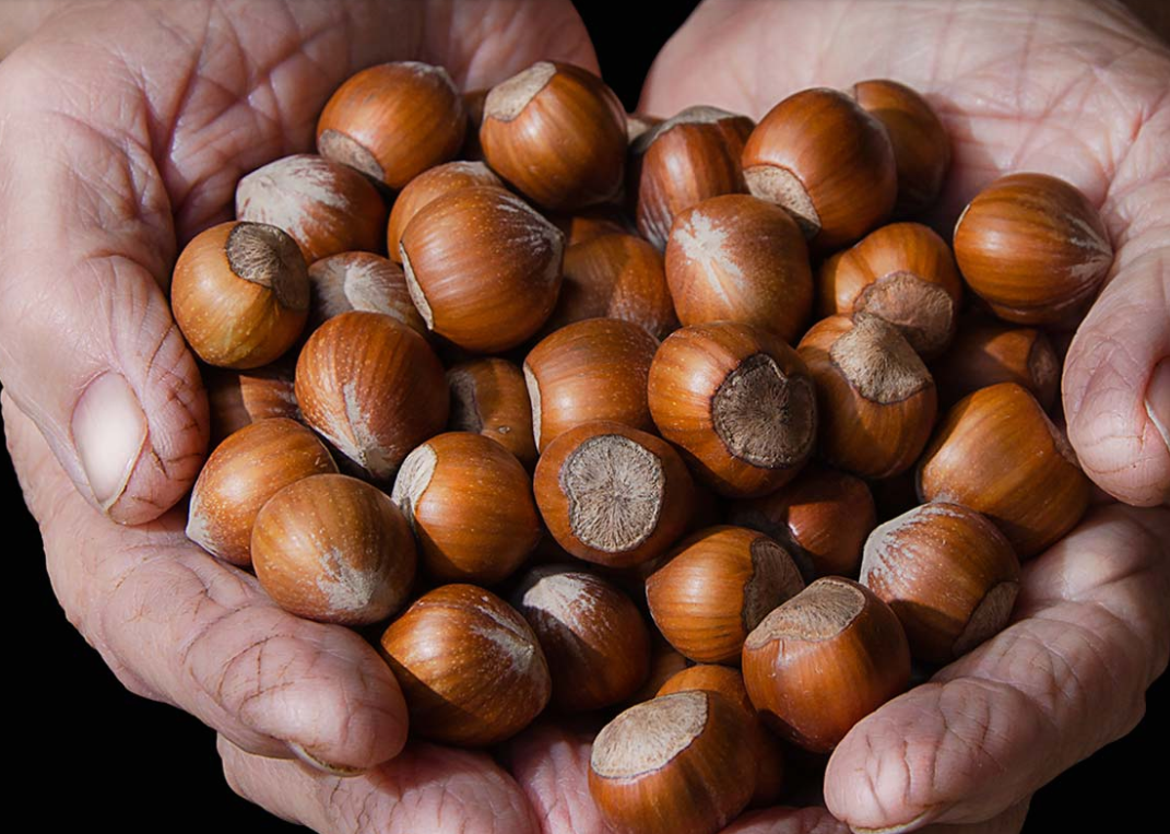 Nocciola Piemonte IGP są uznawane za jedne z najlepszych rodzajów orzechów laskowych i są cenione szczególnie w cukiernictwie